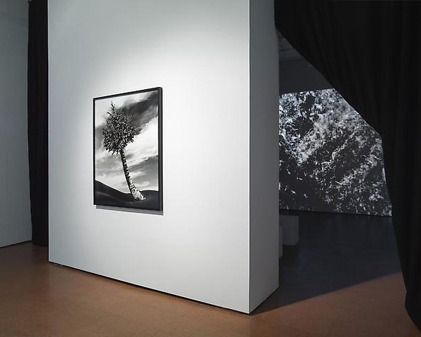 Lorraine O'Grady, New Worlds Foreground: The Fir-Palm (1991/2012) Background: Landscape (Western Hemisphere) (2011) Installation view Alexander Gray Associates (2012).